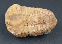 Charger l'image dans la galerie, Fossile de Tribolite