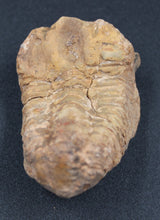 Charger l'image dans la galerie, Fossile de Tribolite