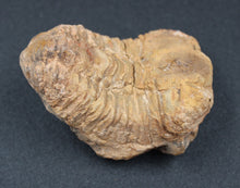 Charger l'image dans la galerie, Fossile de Tribolite