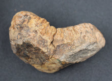 Charger l'image dans la galerie, Fossile de Tribolite