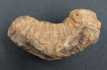 Charger l'image dans la galerie, Fossile de Tribolite