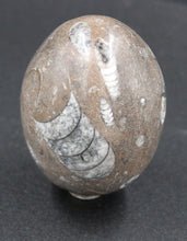 Charger l'image dans la galerie, Fossile d'Orthoceras Ordovicien poli en forme ovoïde