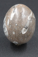 Charger l'image dans la galerie, Fossile d'Orthoceras Ordovicien poli en forme ovoïde