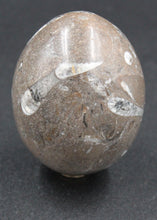 Charger l'image dans la galerie, Fossile d'Orthoceras Ordovicien poli en forme ovoïde