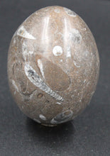 Charger l'image dans la galerie, Fossile d'Orthoceras Ordovicien poli en forme ovoïde