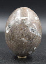 Charger l'image dans la galerie, Fossile d'Orthoceras Ordovicien poli en forme ovoïde