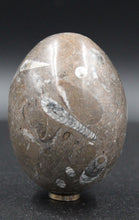 Charger l'image dans la galerie, Fossile d'Orthoceras Ordovicien poli en forme ovoïde