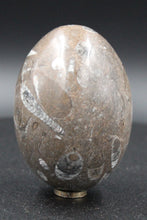 Charger l'image dans la galerie, Fossile d'Orthoceras Ordovicien poli en forme ovoïde