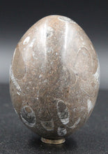 Charger l'image dans la galerie, Fossile d'Orthoceras Ordovicien poli en forme ovoïde