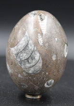 Charger l'image dans la galerie, Fossile d'Orthoceras Ordovicien poli en forme ovoïde
