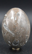 Charger l'image dans la galerie, Fossile d'Orthoceras Ordovicien poli en forme ovoïde