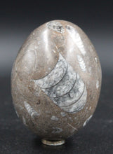 Charger l'image dans la galerie, Fossile d'Orthoceras Ordovicien poli en forme ovoïde