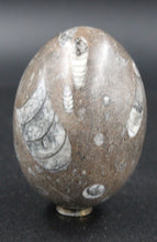 Charger l'image dans la galerie, Fossile d'Orthoceras Ordovicien poli en forme ovoïde