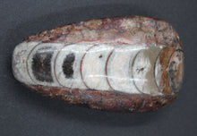 Charger l'image dans la galerie, Fossile d'Orthoceras