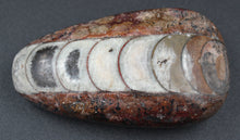 Charger l'image dans la galerie, Fossile d'Orthoceras