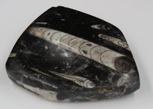 Charger l'image dans la galerie, Fossile d'Orthoceras Ordovicien poli