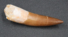 Lade das Bild in den Galerie-Viewer, Fossile de dent d'un Elasmosaure Zarafasaura Oceanis