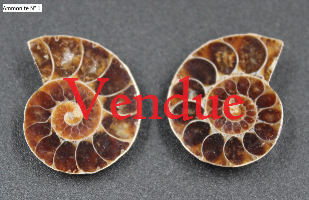 Ammonites Phylloceras coupées et polies.
