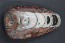 Carregar imagem no visualizador da galeria, Fossile d&#39;Orthoceras

