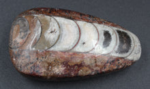 Carregar imagem no visualizador da galeria, Fossile d&#39;Orthoceras
