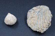 Load image into Gallery viewer, Fossiles de Ivanoviella oxionensis et de Ctenostreon
