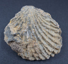 Carregar imagem no visualizador da galeria, Fossiles de Ivanoviella oxionensis et de Ctenostreon
