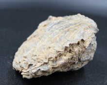 Carregar imagem no visualizador da galeria, Fossiles de Ivanoviella oxionensis et de Ctenostreon
