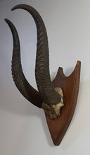 Cargar imagen en el visor de la galería, Ancien trophée faune africaine

