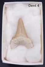 Cargar imagen en el visor de la galería, Dents fossiles de requin Otodus obliquus
