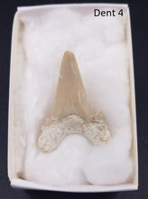 Cargar imagen en el visor de la galería, Dents fossiles de requin Otodus obliquus
