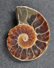 Charger l&#39;image dans la galerie, Ammonites Phylloceras coupées et polies.
