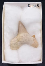 Load image into Gallery viewer, Dents fossiles de requin Otodus obliquus
