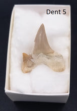 Lade das Bild in den Galerie-Viewer, Dents fossiles de requin Otodus obliquus
