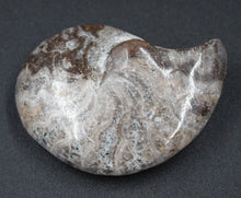 Cargar imagen en el visor de la galería, Ammonite Phylloceras fossilisée polie
