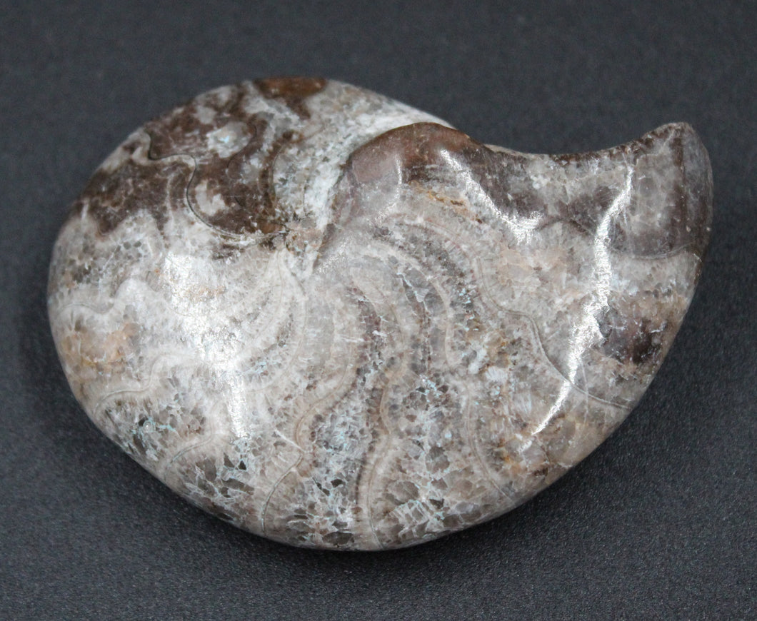 Ammonite Phylloceras fossilisée polie