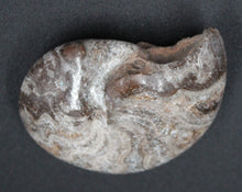 Charger l&#39;image dans la galerie, Ammonite Phylloceras fossilisée polie
