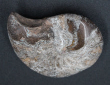 Charger l&#39;image dans la galerie, Ammonite Phylloceras fossilisée polie
