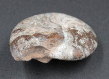 Cargar imagen en el visor de la galería, Ammonite Phylloceras fossilisée polie
