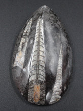 Lade das Bild in den Galerie-Viewer, Fossile d&#39;Orthoceras Ordovicien
