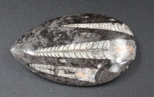 Lade das Bild in den Galerie-Viewer, Fossile d&#39;Orthoceras Ordovicien
