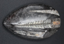 Lade das Bild in den Galerie-Viewer, Fossile d&#39;Orthoceras Ordovicien
