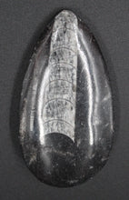 Lade das Bild in den Galerie-Viewer, Fossile d&#39;Orthoceras
