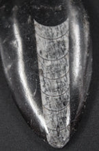 Lade das Bild in den Galerie-Viewer, Fossile d&#39;Orthoceras
