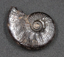 Load image into Gallery viewer, Ammonite Hildoceras fossilisée irisée
