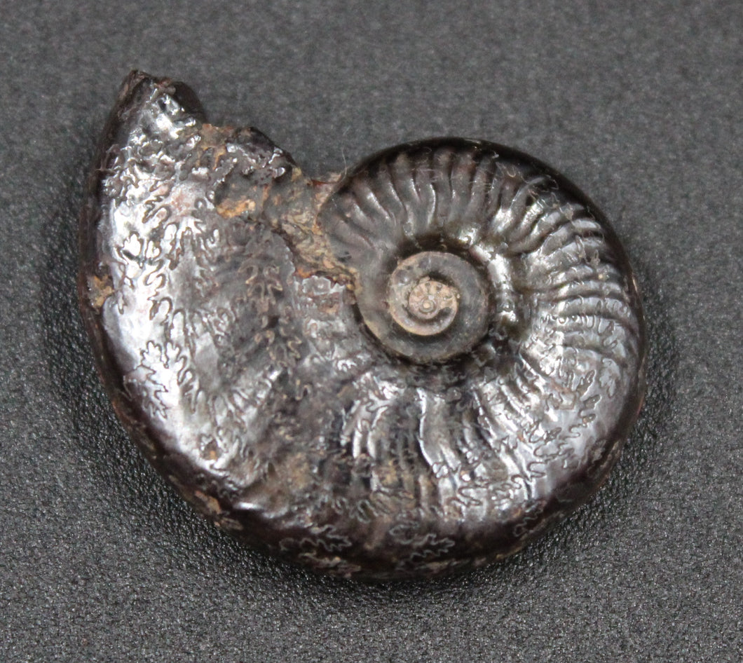 Ammonite Hildoceras fossilisée irisée