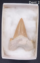 Cargar imagen en el visor de la galería, Dents fossiles de requin Otodus obliquus
