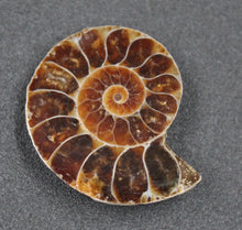 Charger l&#39;image dans la galerie, Ammonites Phylloceras coupées et polies.
