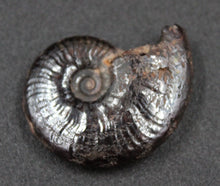 Lade das Bild in den Galerie-Viewer, Ammonite Hildoceras fossilisée irisée
