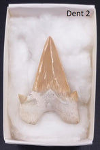 Cargar imagen en el visor de la galería, Dents fossiles de requin Otodus obliquus
