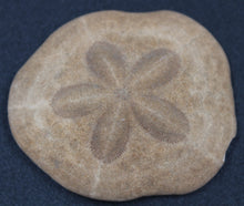 Cargar imagen en el visor de la galería, Fossile Echinoïde - Scutella sp
